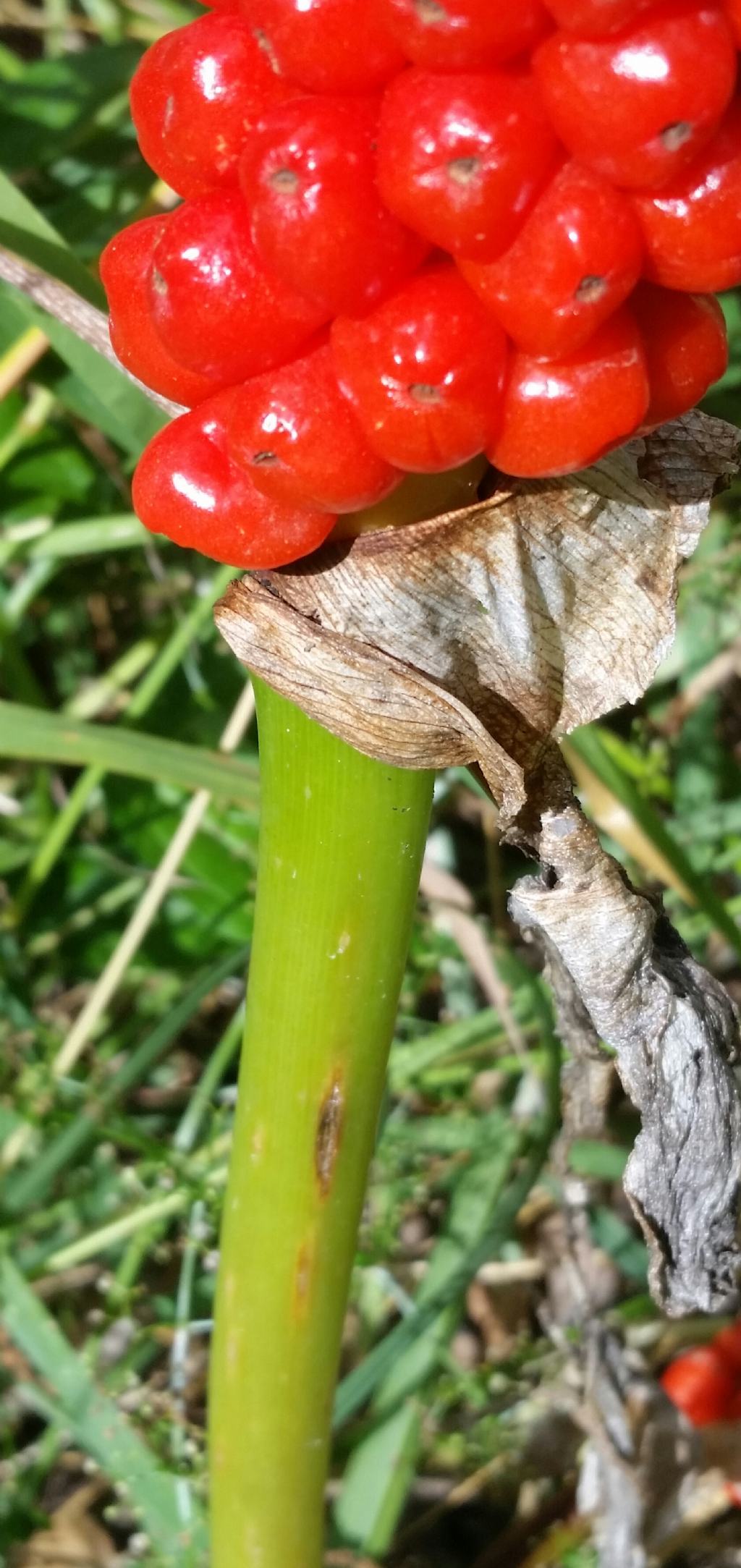 Arum italicum?